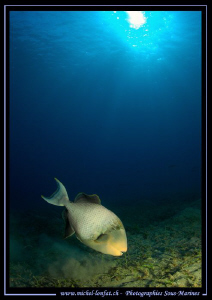 A beautiful Yellowmargin triggerfish seeking for food... ... by Michel Lonfat 